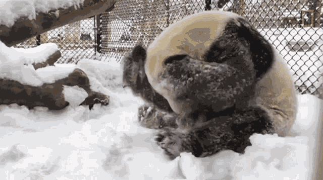 Playing Snow Watch Playful Pandas Frolic In The Snow GIF