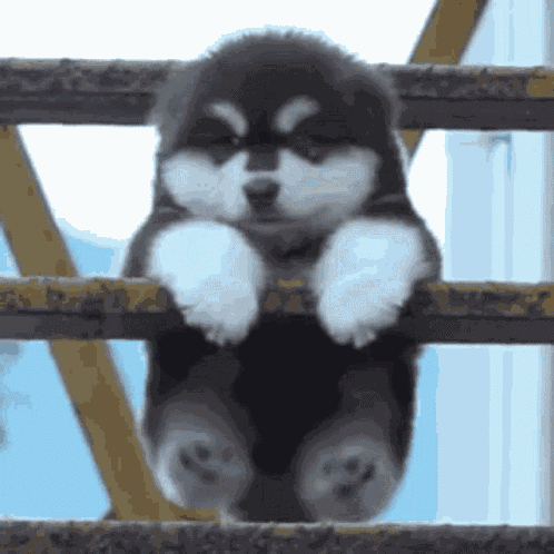 Please Help GIF