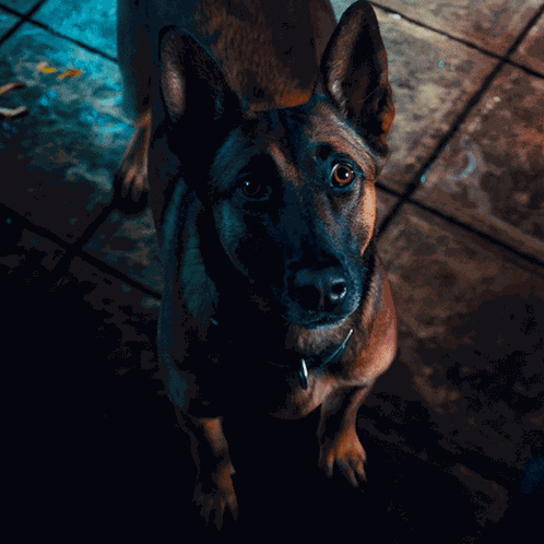 Please John Wick Chapter 4 GIF