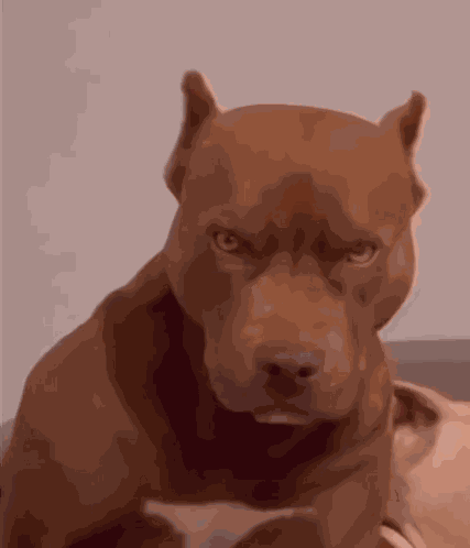 Pluto Made This Dog GIF