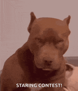 Pluto Made This Dog GIF