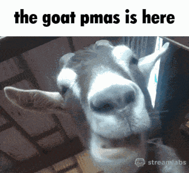 Pmas GIF