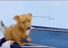 Pobrecito Sad Puppy Dog With A Paw In A Treadmill GIF