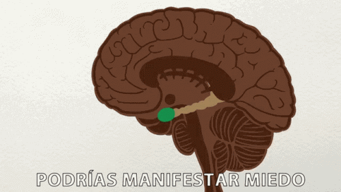 Podrias Manifestar Miedo Curiosamente GIF