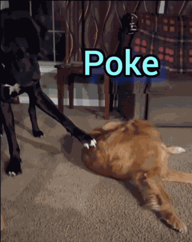 Poke Golden Retriever GIF