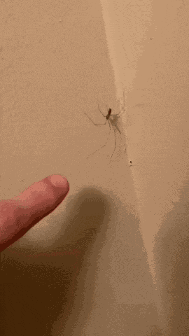 Poking Spider GIF