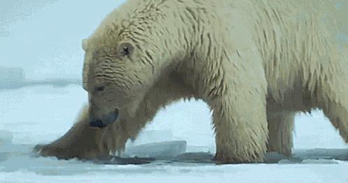 Polar Bear Arctic GIF