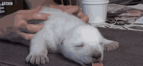 Polar Bear Baby GIF