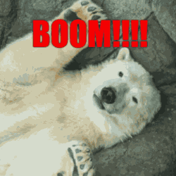 Polar Bear Boom GIF