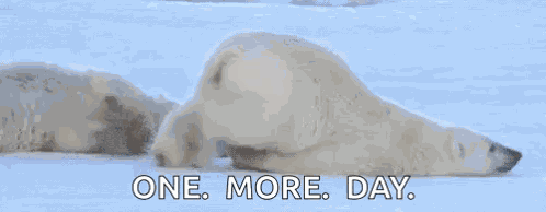 Polar Bear Crawling Bear GIF