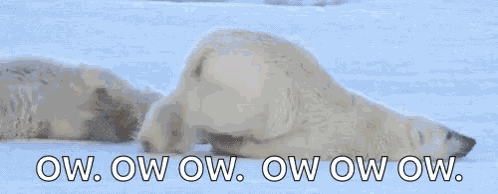 Polar Bear Crawling Bear GIF