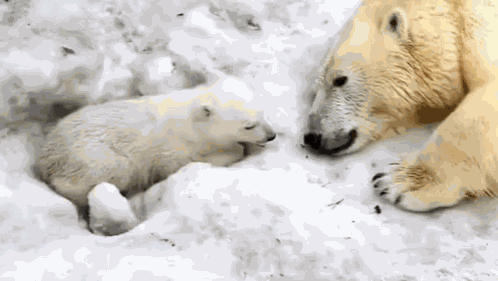 Polar Bear Mom Polar Bears Love GIF