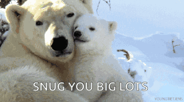 Polar Bear Nibling GIF