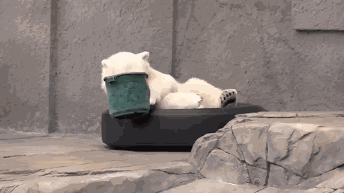 Polar Bear Shirokuma GIF