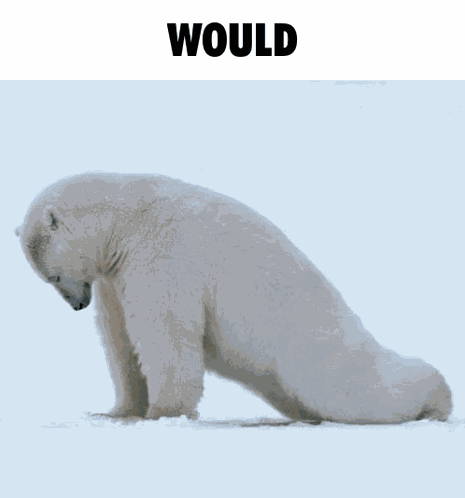 Polar Bear Would GIF