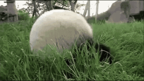 Polar Roller Hulky GIF