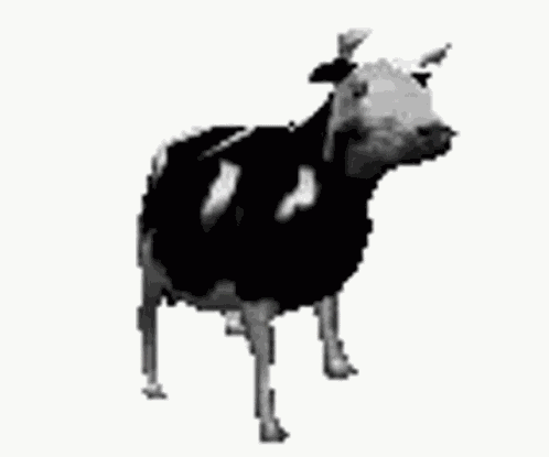 Polish Cow Cow GIF