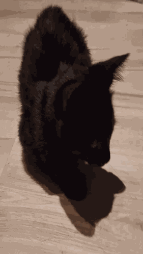 Pompon Cat GIF