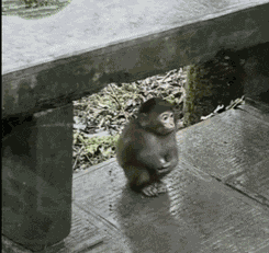 Pondering Sad Monkey Meme