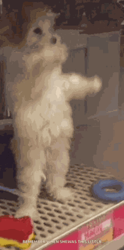 Poodle Dancing Dog Poodle GIF