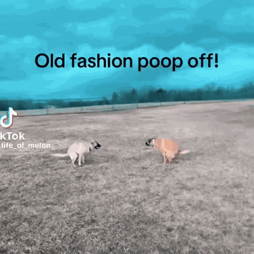 Poop Dog GIF