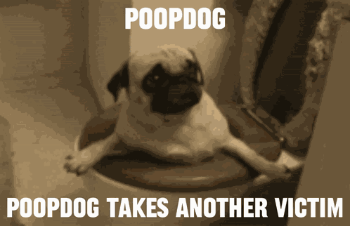 Poop Dog GIF