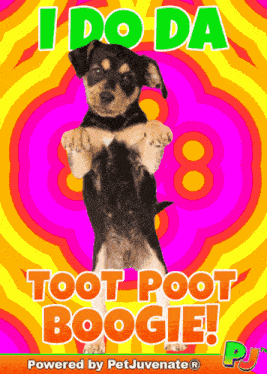 Poot Puppy Funny Toot Greeting Gif Housetraining Puppy Eyes Housetraining Greeting Gif Funny Doggo GIF