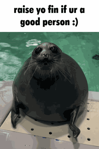 Positive Seal GIF
