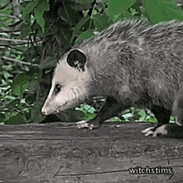 Possum GIF