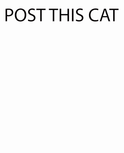 Post This Cat Pilgor GIF