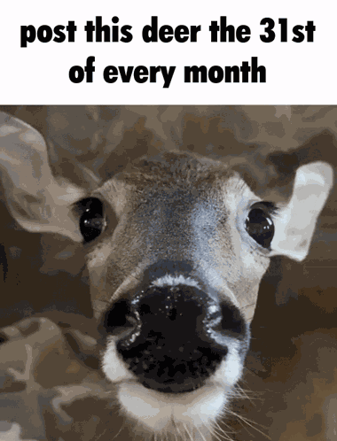 Post This Deer In Headlights GIF