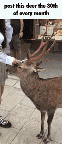 Post This Deer In Headlights GIF