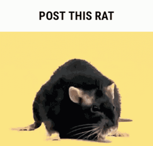 Post This Rat Dancing GIF