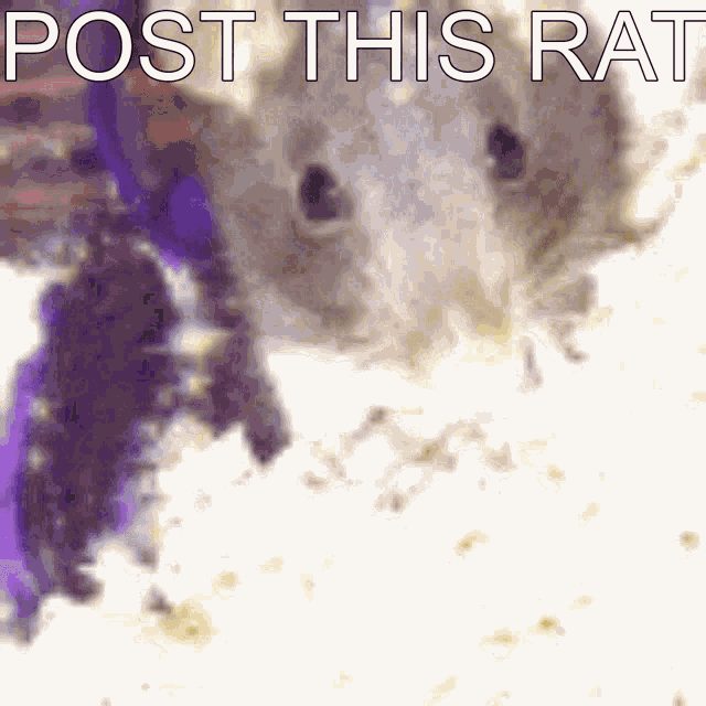 Postthisrat Post This GIF