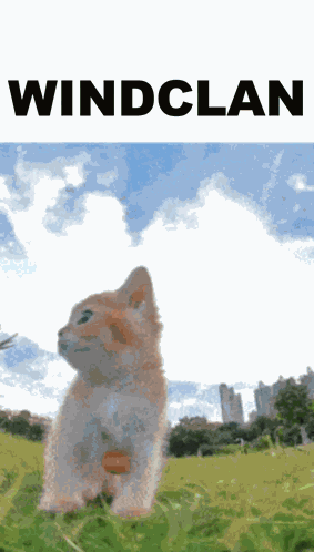 Pov Windclan Windclan GIF