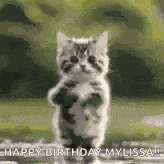 Povjisoo Cat Tiktok Dancing GIF