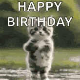 Povjisoo Cat Tiktok Dancing GIF