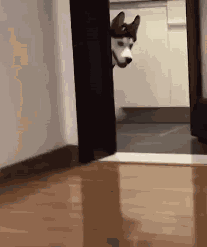 Prancing Happy Dog GIF