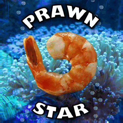 Prawn Star Nsfw GIF