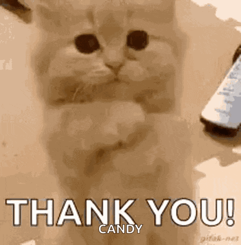 Praying Cat GIF