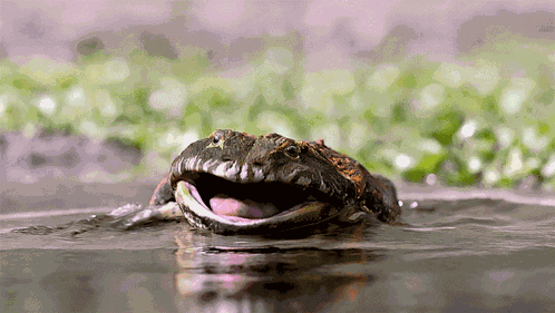 Prehistoric Planet Beelzebufo GIF