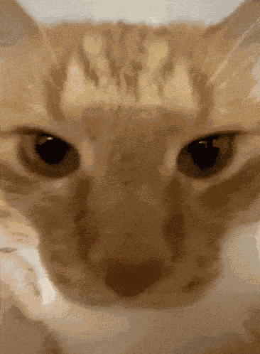 Psp1g Cat GIF
