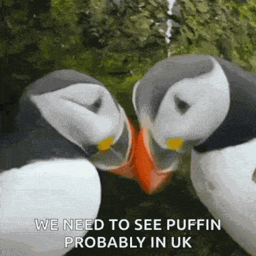Puffin Kissing GIF