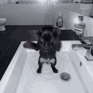 Pug Dancing Pug GIF