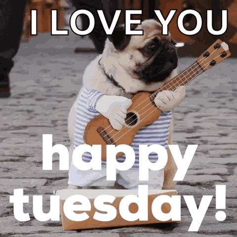 Pug Happy Tuesday GIF
