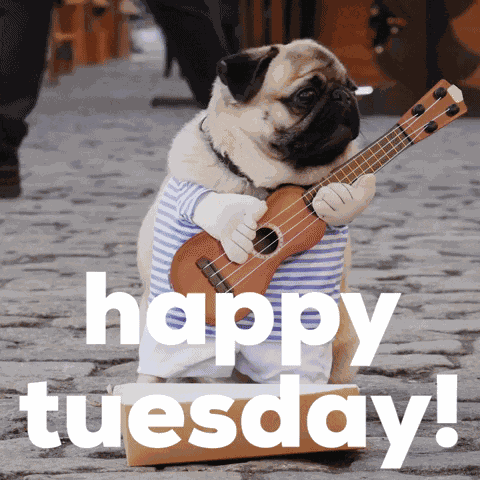 Pug Happy Tuesday GIF
