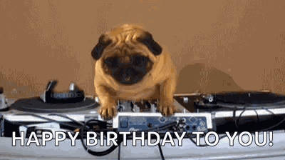 Pug Life GIF