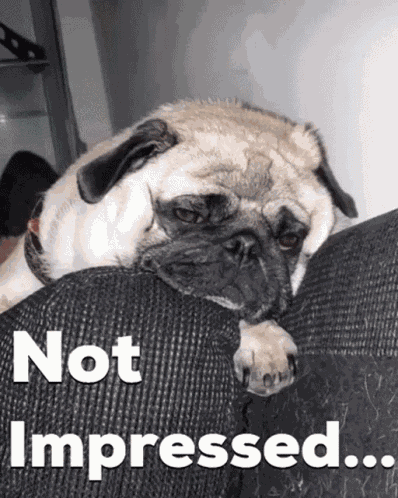 Pug Not Impressed GIF