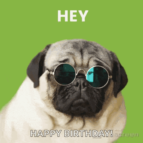 Pug Pugs GIF