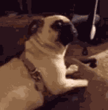 Pug What GIF